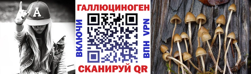 Псилоцибиновые грибы Cubensis  Купить  Тихорецк 